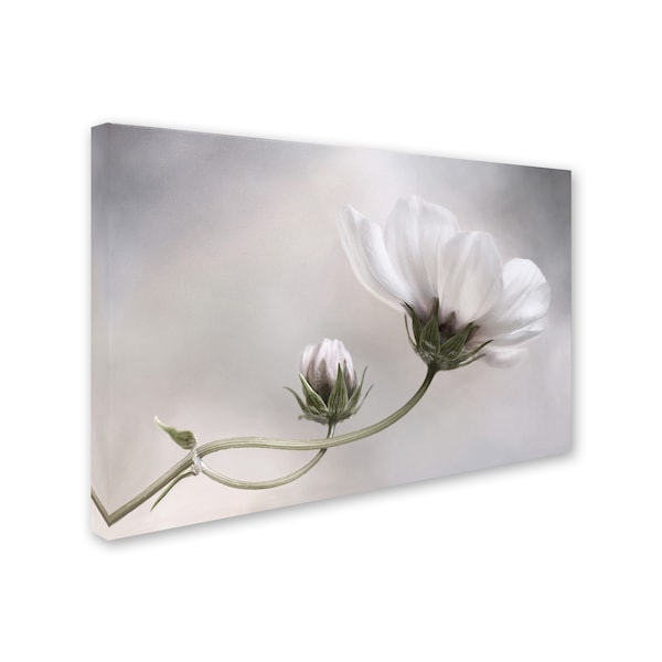 Mandy Disher 'Simply Cosmos' Canvas Art,30x47